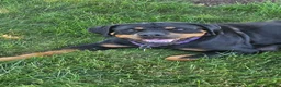 Rottweiler dogs for sale: Hunter - Ad 3