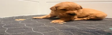 Golden Retriever Carmela