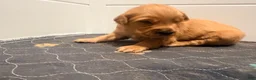 Golden Retriever dogs for sale: Golden Retriever Carmela - Ad 1