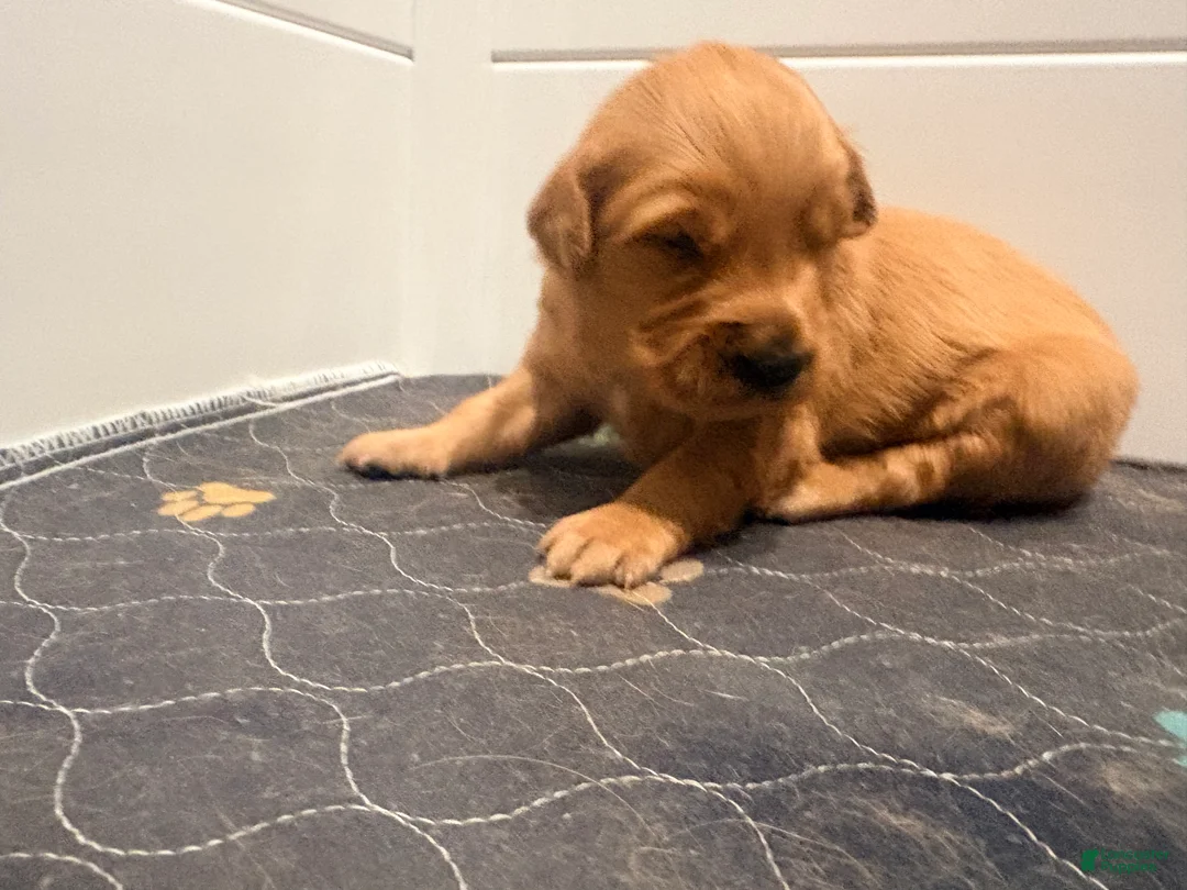 Golden Retriever dogs for sale: Golden Retriever Carmela - Ad 1