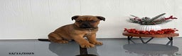 Mixed Breed dogs for sale: Muffin - Ad 1