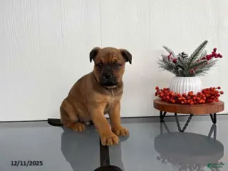 Mixed Breed dogs Muffin - Ad 41