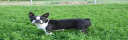 Boston Terrier dogs for sale: Rosie - Ad 4