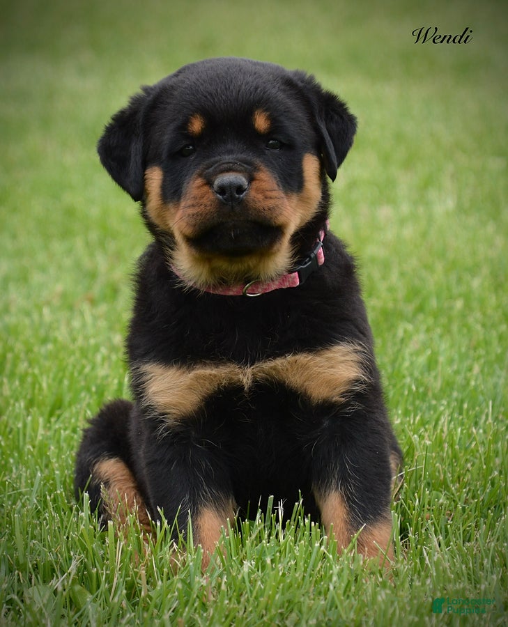 Rottweiler dogs Wendi - Ad 1