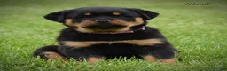 Rottweiler dogs for sale: Wendi - Ad 1