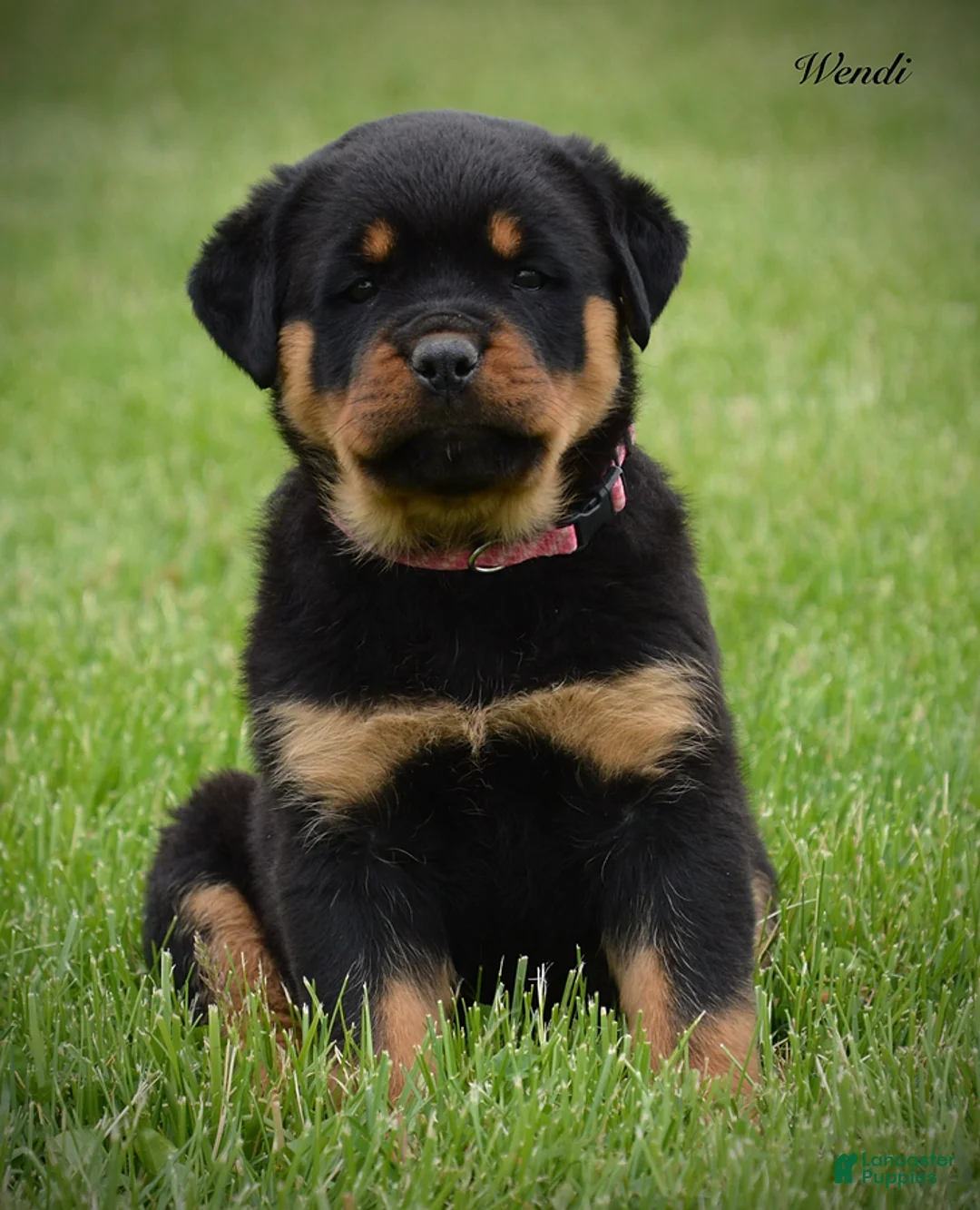 Rottweiler dogs for sale: Wendi - Ad 1
