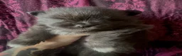 Pomeranian dogs for sale: Dash - Ad 4