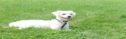 Maltese dogs for sale: Baxter 🐶 - Ad 7