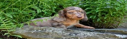 Miniature Dachshund dogs for sale: Waffles - Ad 3