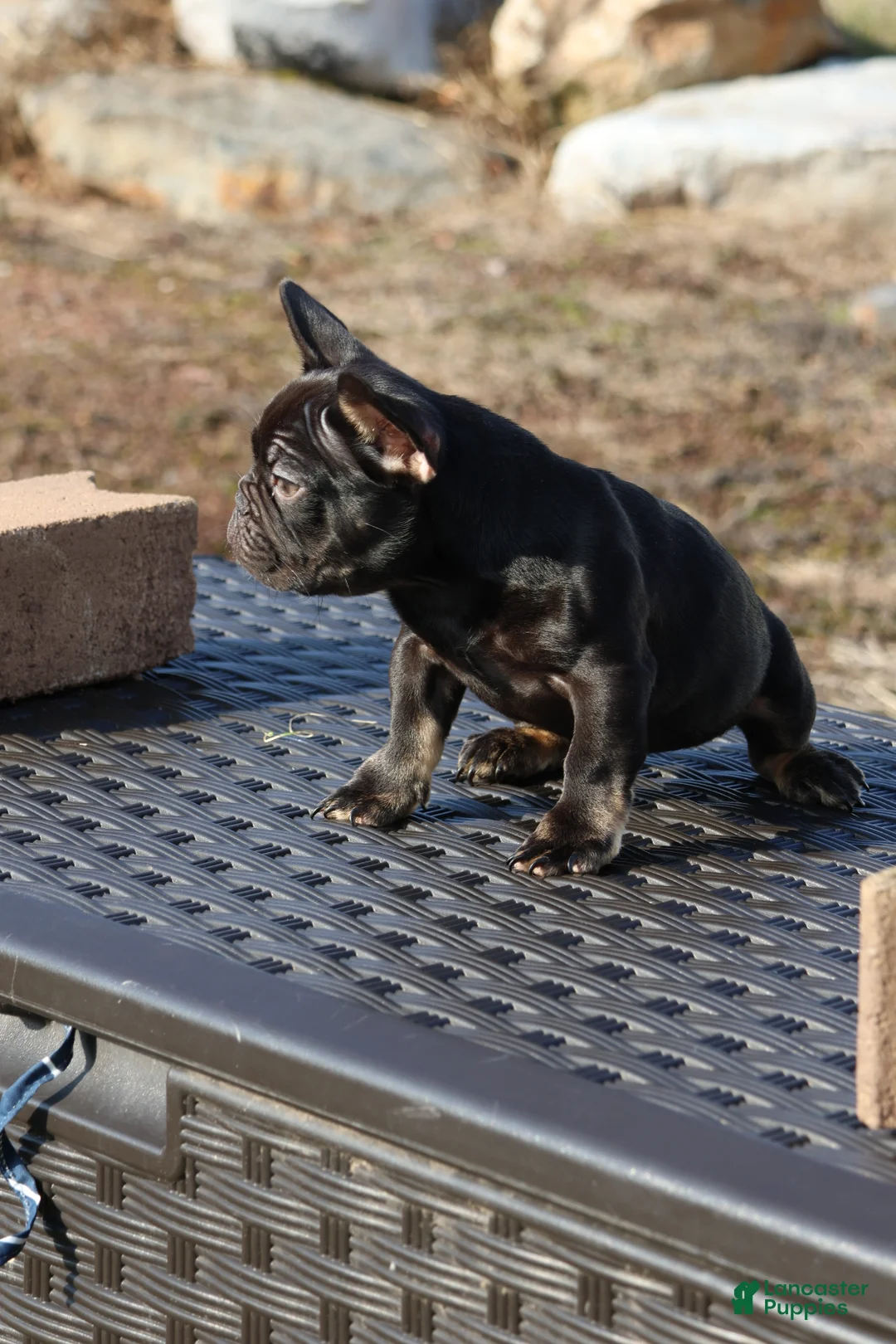 French Bulldog dogs for sale: French Bulldog Puppy 1 - Ad 3