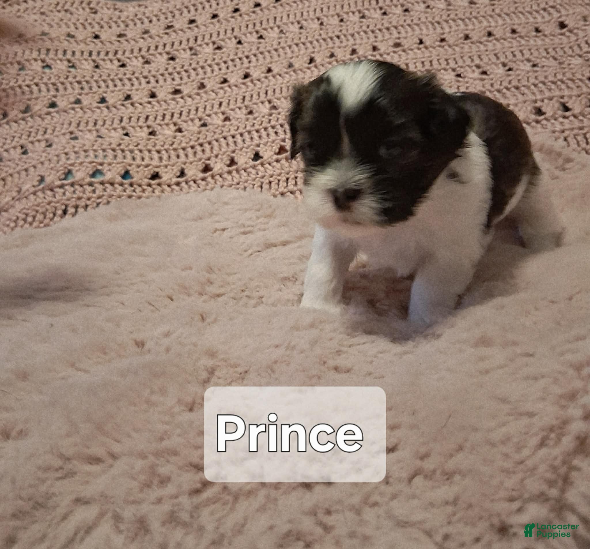 Shih Tzu dogs Prince - Ad 2
