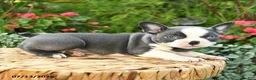 Boston Terrier dogs for sale: Amy - Ad 5