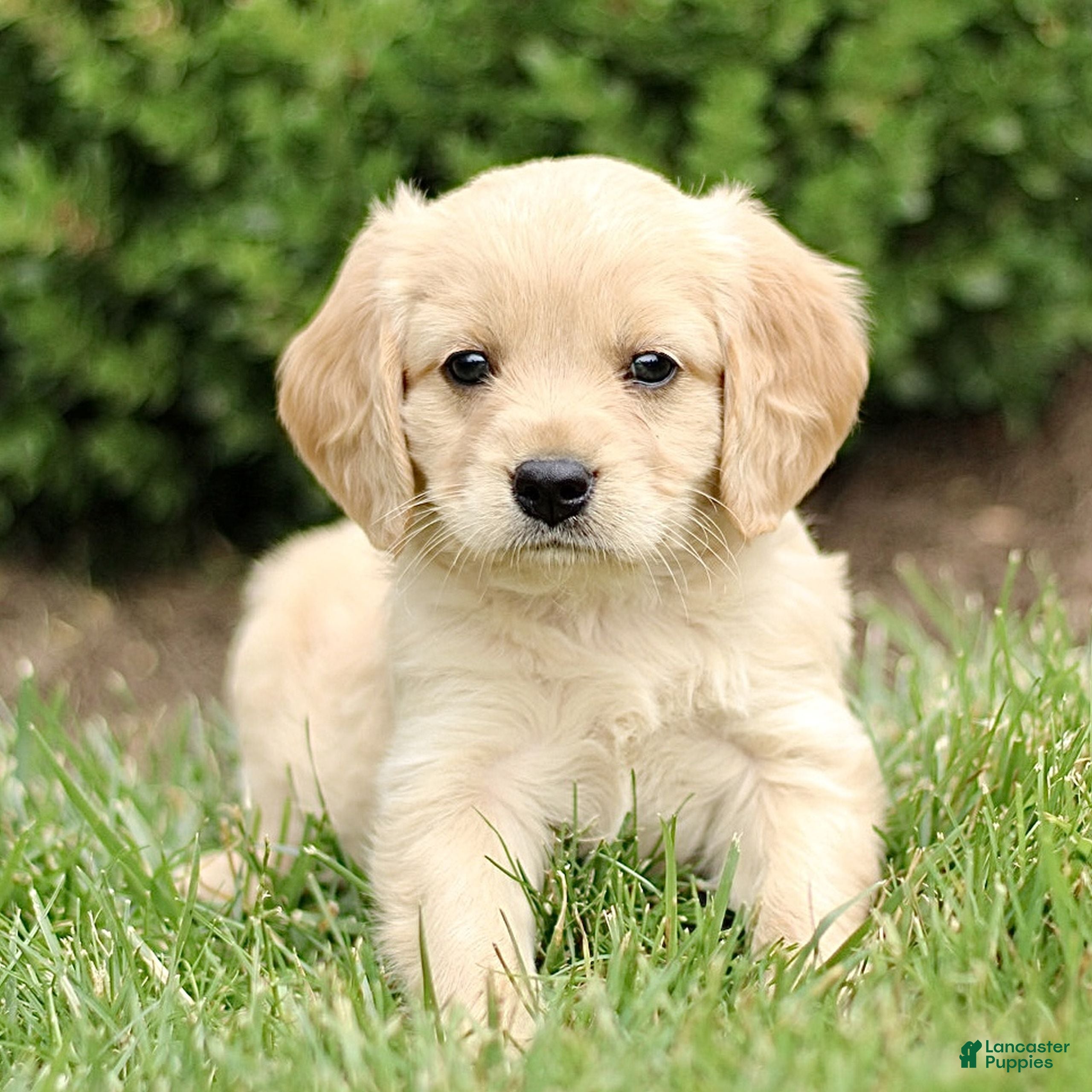Miniature Golden Retriever dogs Travis  - Ad 1