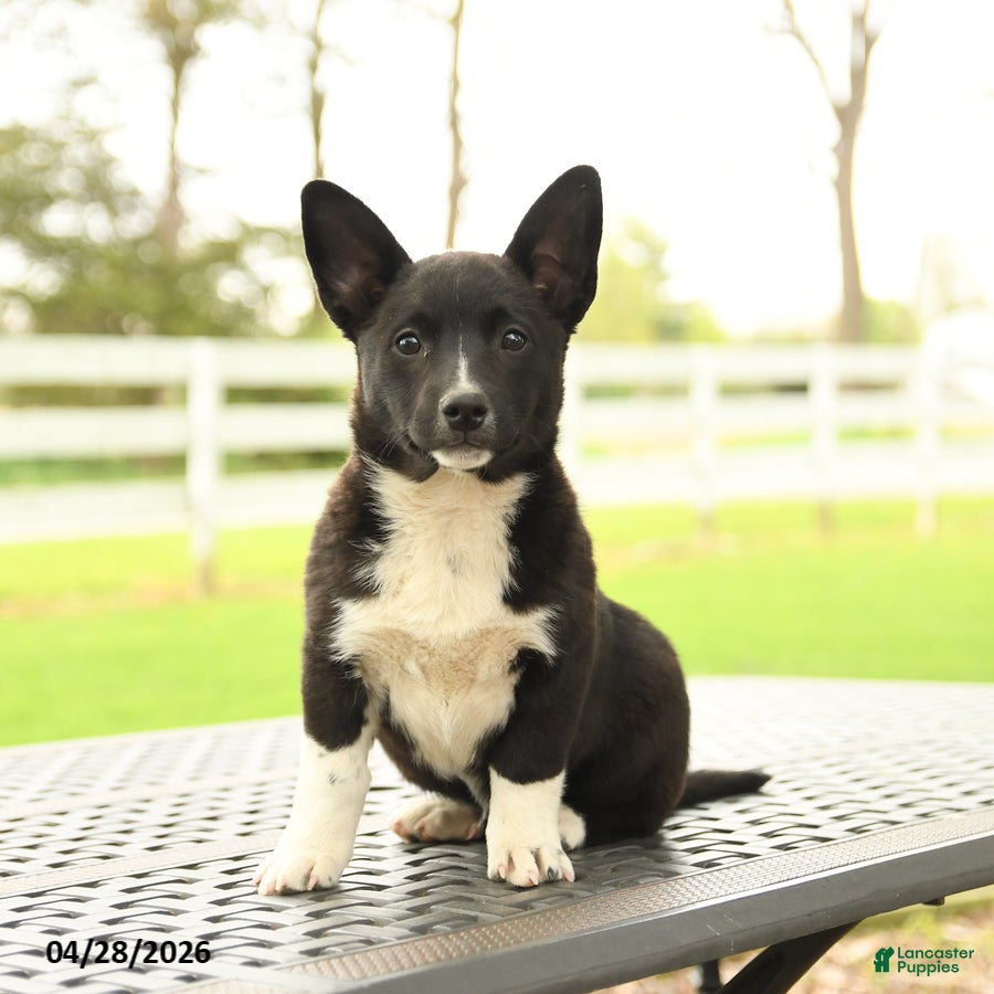 Mixed Breed dogs for sale: Cassie   - Ad 1