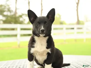 Mixed Breed dogs for sale: Cassie - Ad 1