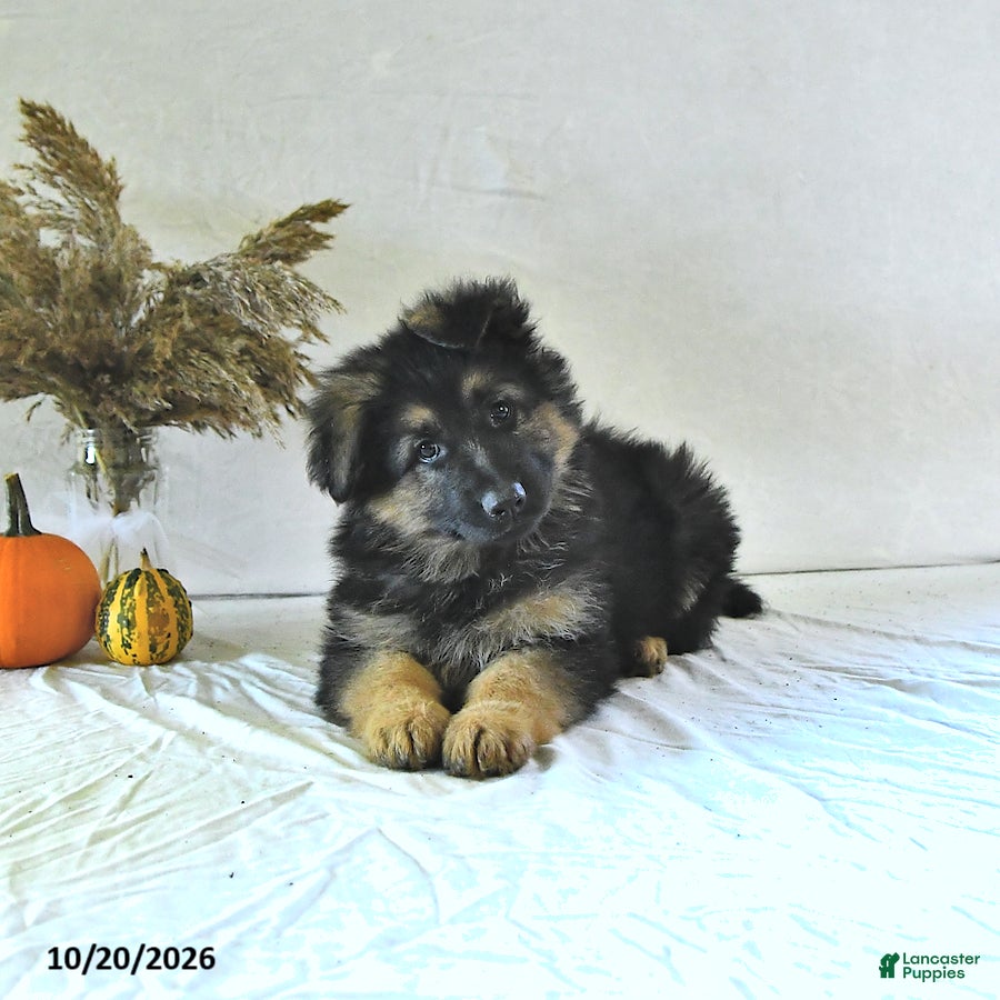 German Shepherd dogs Izzy - Ad 2