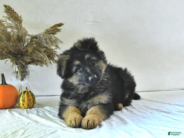 German Shepherd dogs Izzy - Ad 2