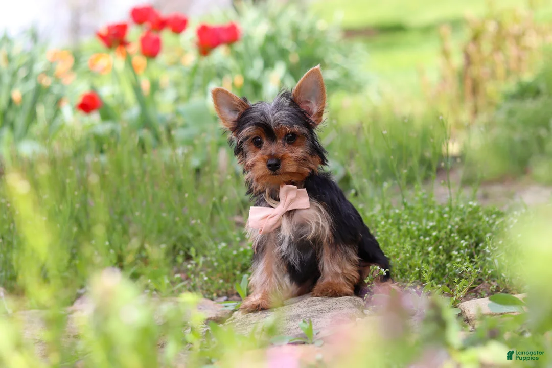 Yorkshire Terrier dogs for sale: Connor - Ad 2
