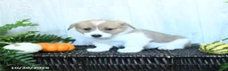Welsh Corgi Pembroke dogs for sale: Ken  - Ad 2