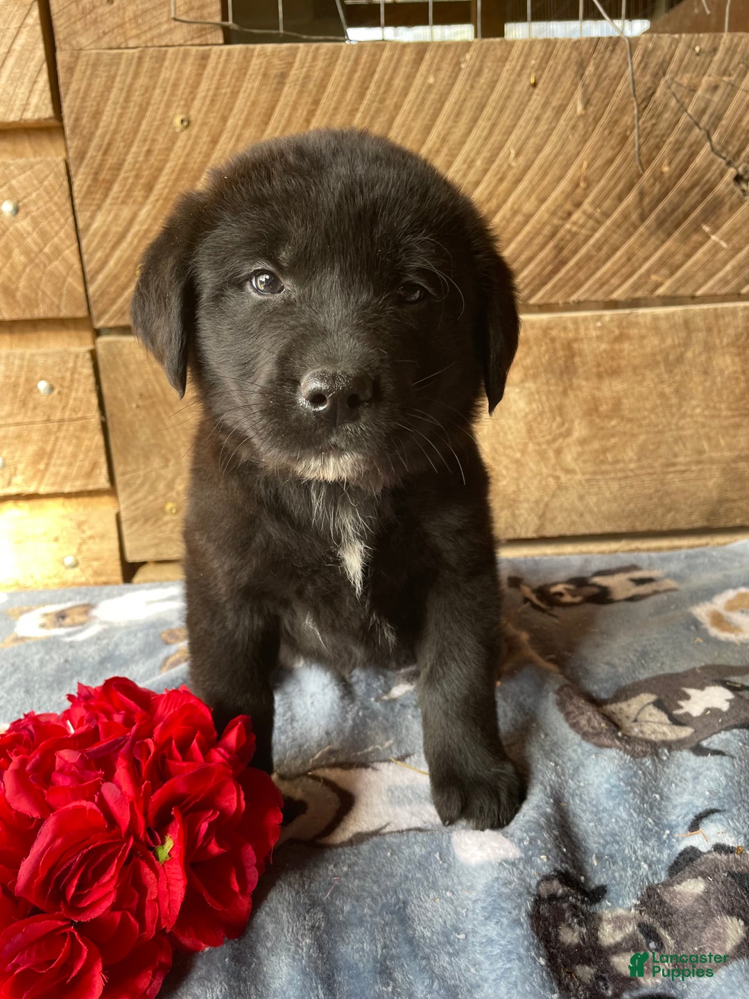 Mixed Breed dogs for sale: Yuki - Ad 2