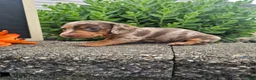 Miniature Dachshund dogs for sale: Phoebe - Ad 11