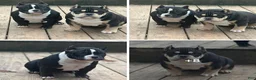 American Bully dogs for sale: American Bully 1 - Ad 15