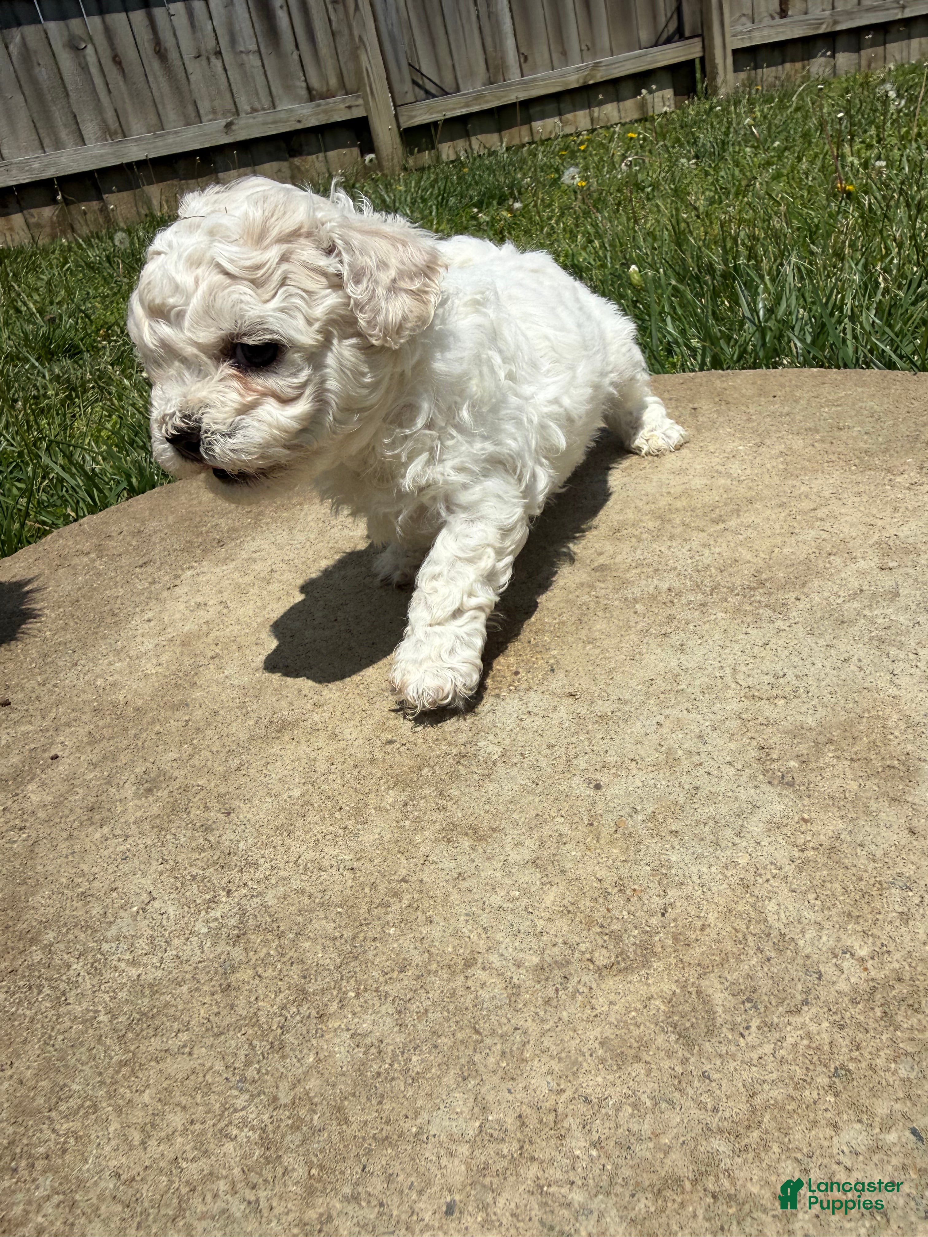 Teddy Bear dogs Teddy Bear white - Ad 8
