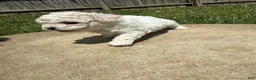 Teddy Bear dogs for sale: Teddy Bear white - Ad 1