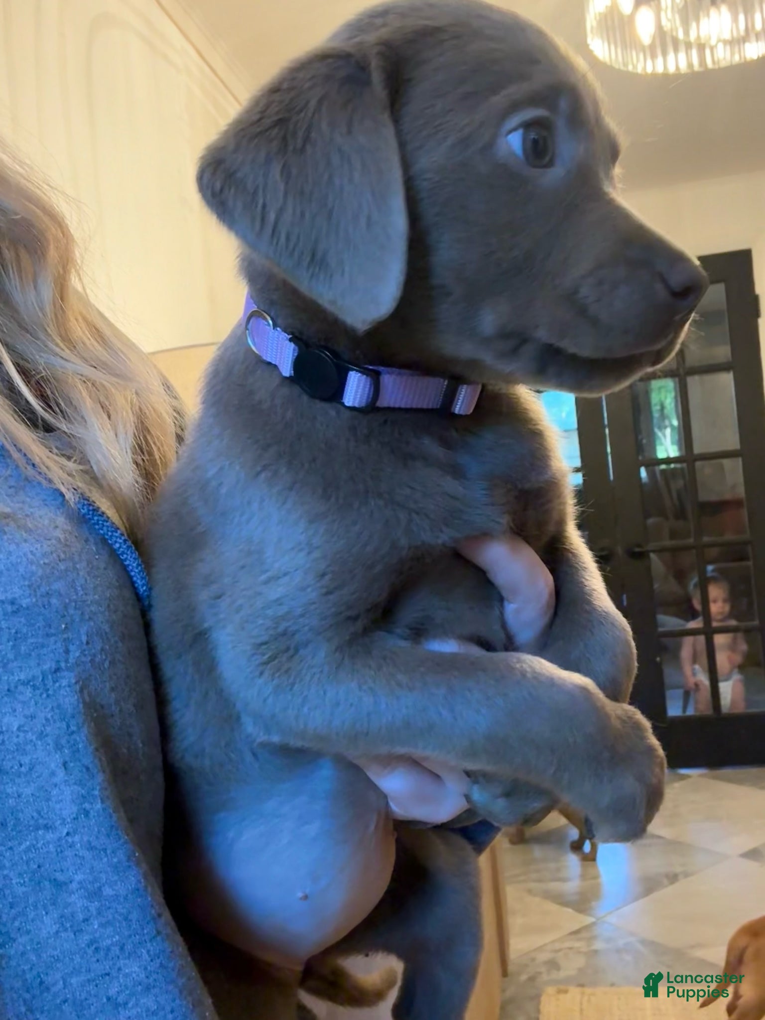 Labrador Retriever dogs Light Purple Collar Silver Female Lab - Ad 2