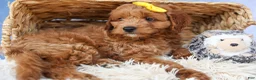 Cavapoo dogs for sale: TITUS - Ad 3
