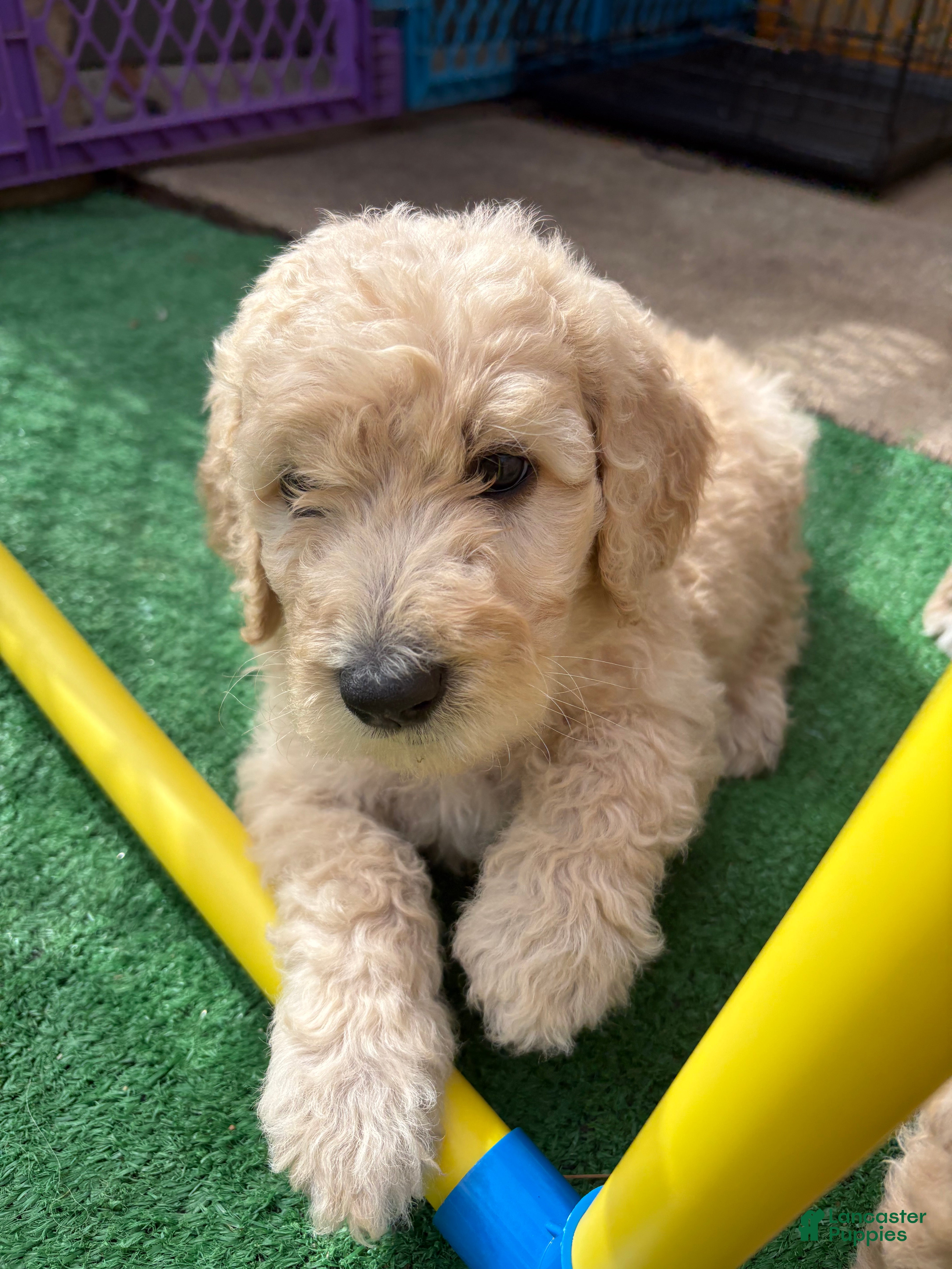 Goldendoodle dogs Goldendoodle Puppy 7 - Ad 13