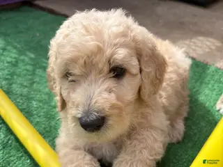 Goldendoodle dogs Goldendoodle Puppy 7 - Ad 13