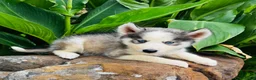 Siberian Husky dogs for sale: Sophie - Ad 4