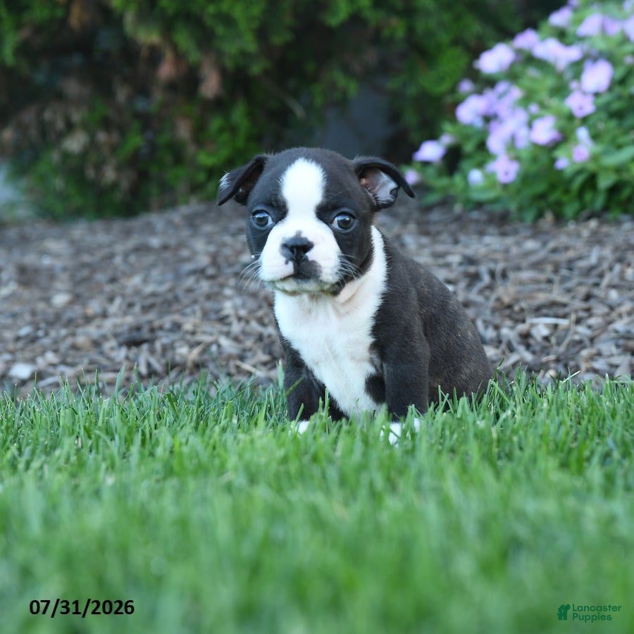 Boston Terrier dogs Avery - Ad 2