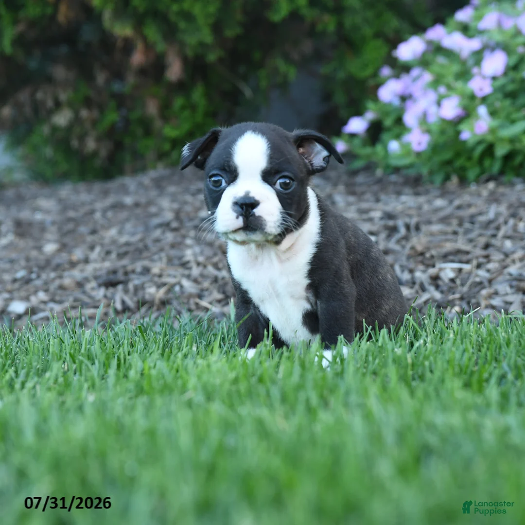 Boston Terrier dogs for sale: Avery - Ad 2