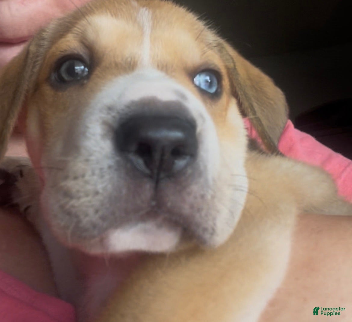 Mixed Breed dogs Mixed Breed 1 - Ad 28