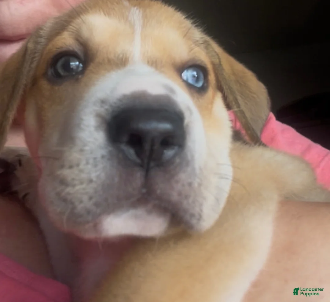 Mixed Breed dogs for sale: Mixed Breed 1 - Ad 1