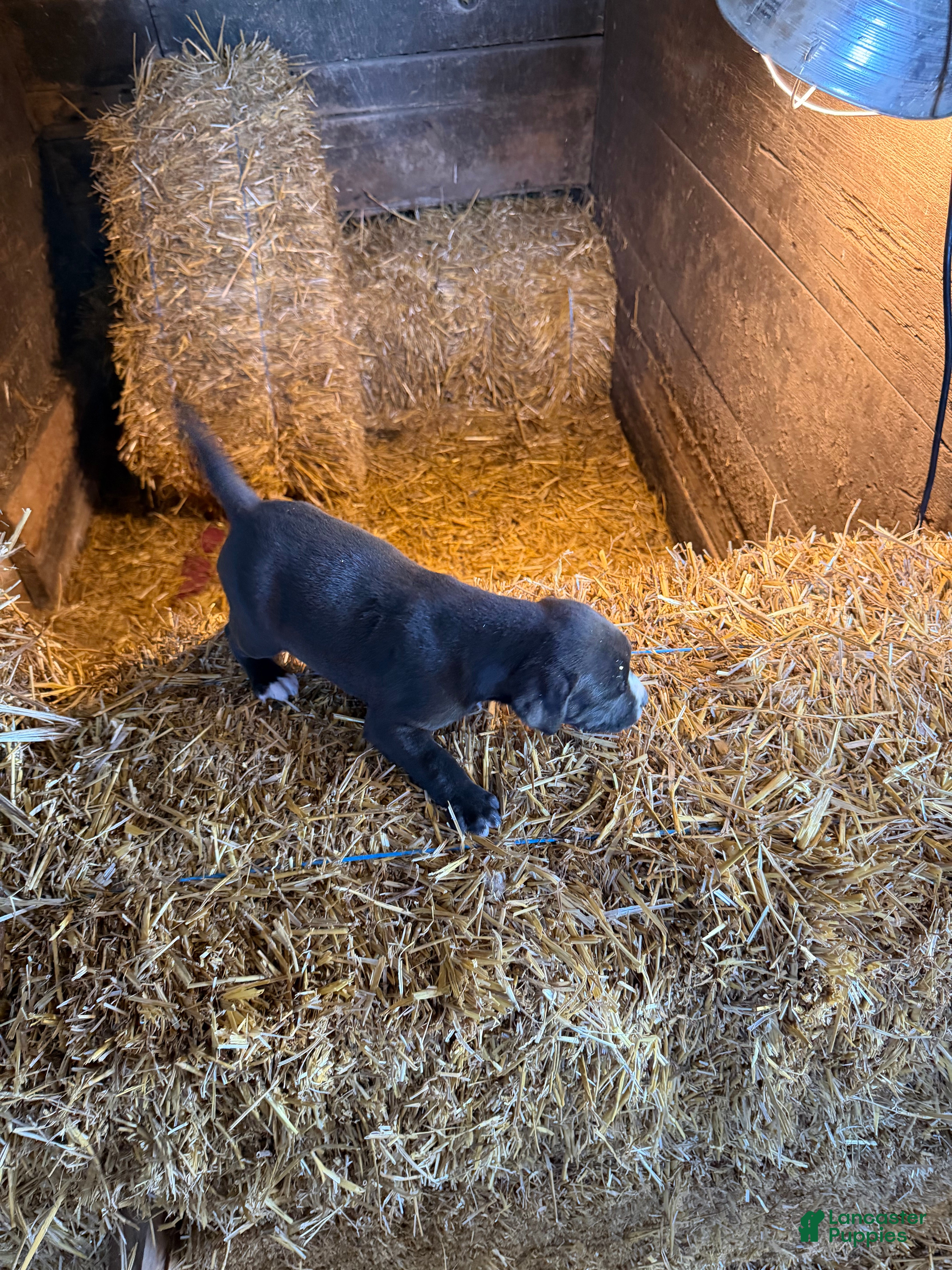 American Pit Bull Terrier dogs for sale: American Pit Bull Terrier Puppy 3 - Ad 3