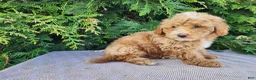 Mini Bernedoodle dogs for sale: Spencer - Ad 1