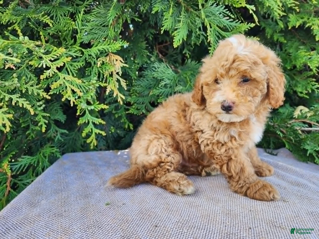 Mini Bernedoodle dogs for sale: Spencer - Ad 1