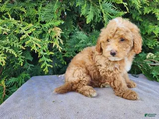 Mini Bernedoodle dogs Spencer - Ad 35