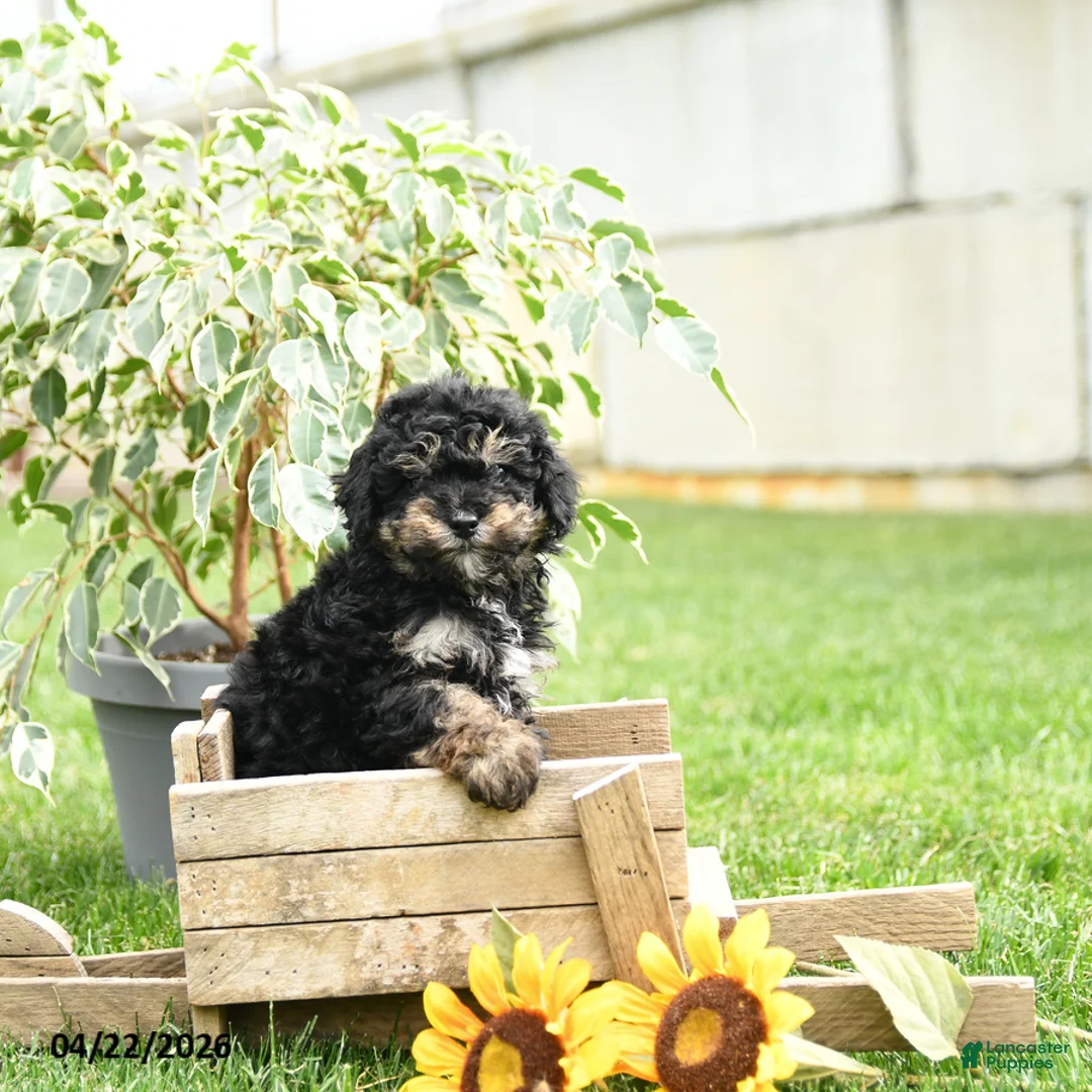 Toy Poodle dogs for sale: Wilbur - Ad 5