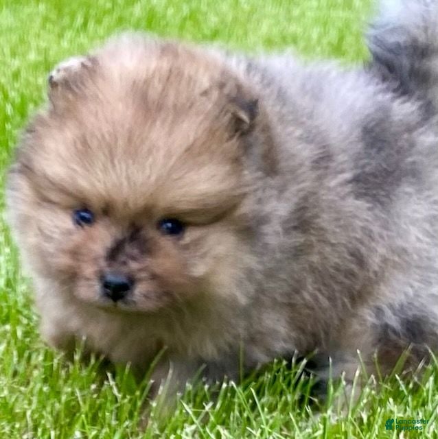 Pomeranian dogs Otis - Ad 2