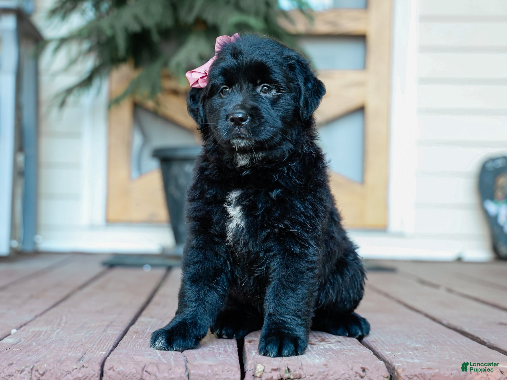 Mixed Breed dogs Chelsie Australian Retriever Pup - Ad 2