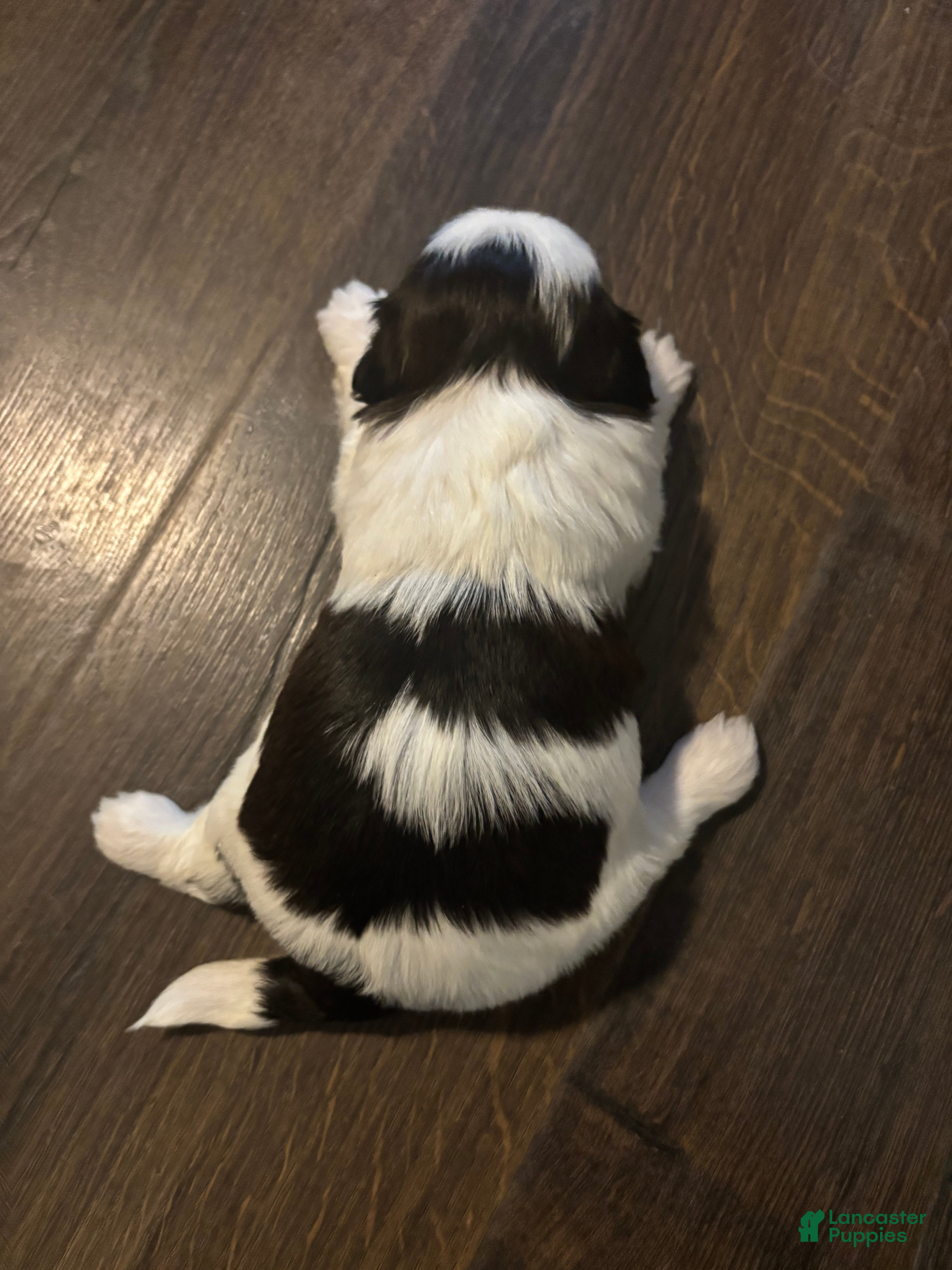 Shih Tzu dogs Leo - Ad 1