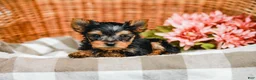Yorkshire Terrier dogs for sale: Mickey - Ad 4