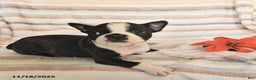 Boston Terrier dogs for sale: Dean - Ad 2