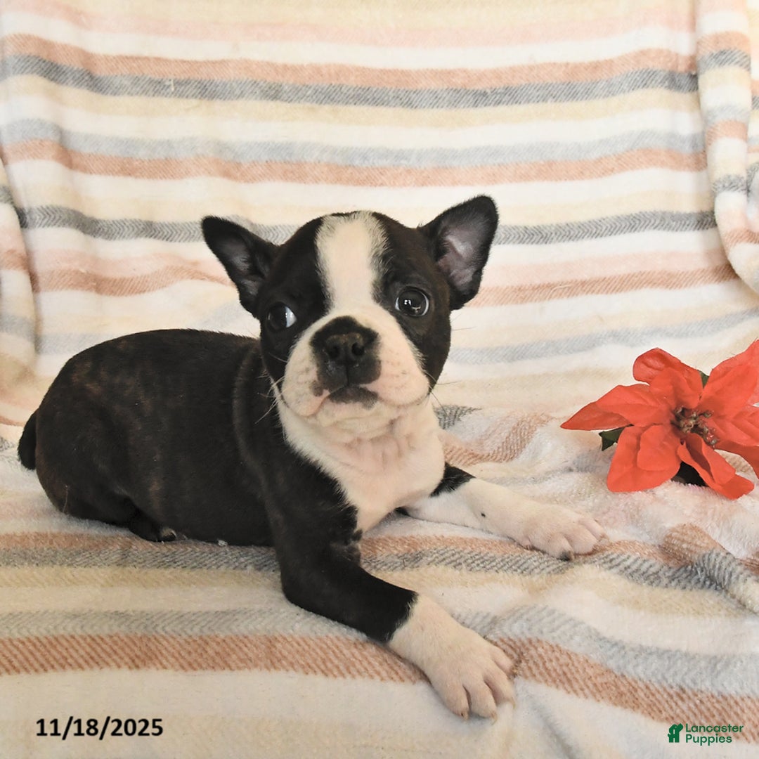 Boston Terrier dogs for sale: Dean - Ad 2