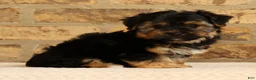 Yochon dogs for sale: Charles - Ad 5