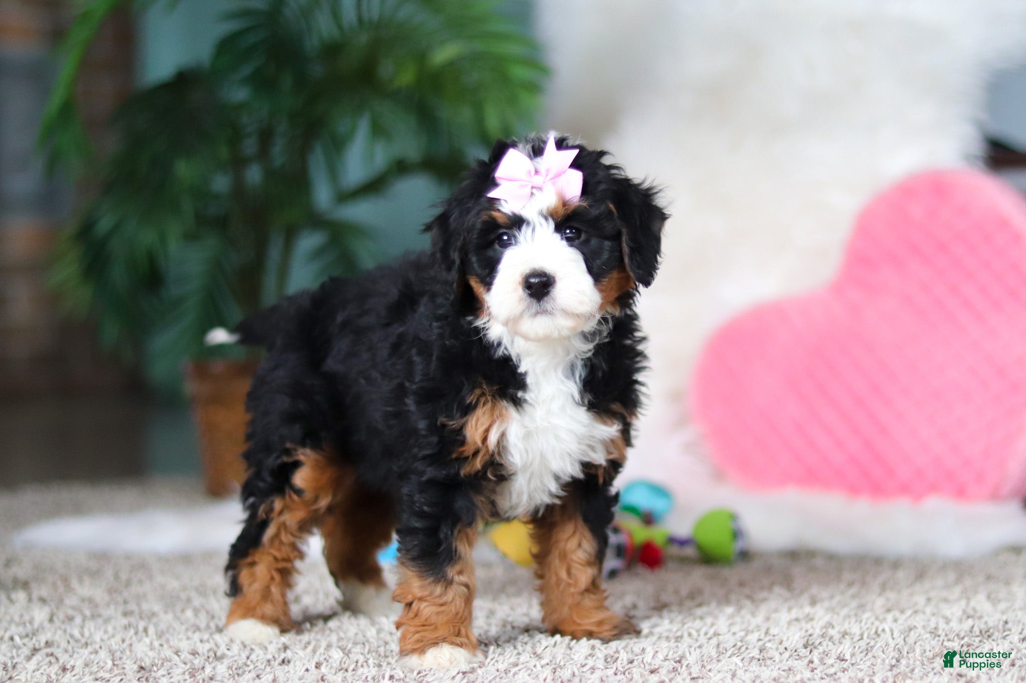 Mini Bernedoodle dogs Sapphire - Ad 1